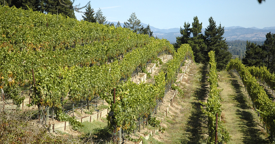 Hawk Hill Vineyard, Russian River Valley