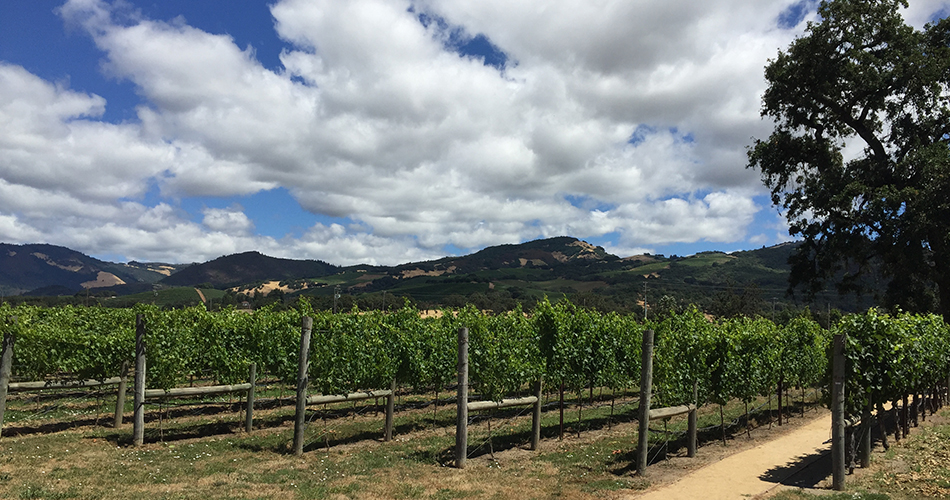 Sonoma Valley Estate Vineyard