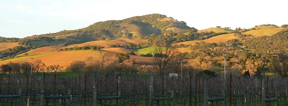 Loxton Cellars vineyards